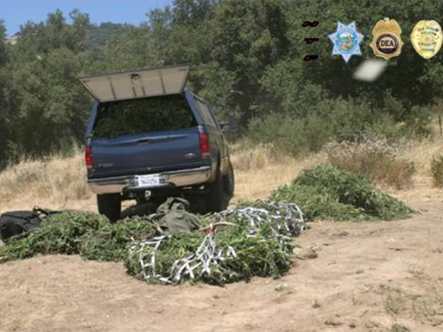 Feds Offer Peek at $100M Pot Bust