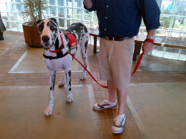 Great Dane Visits Hospital Patients