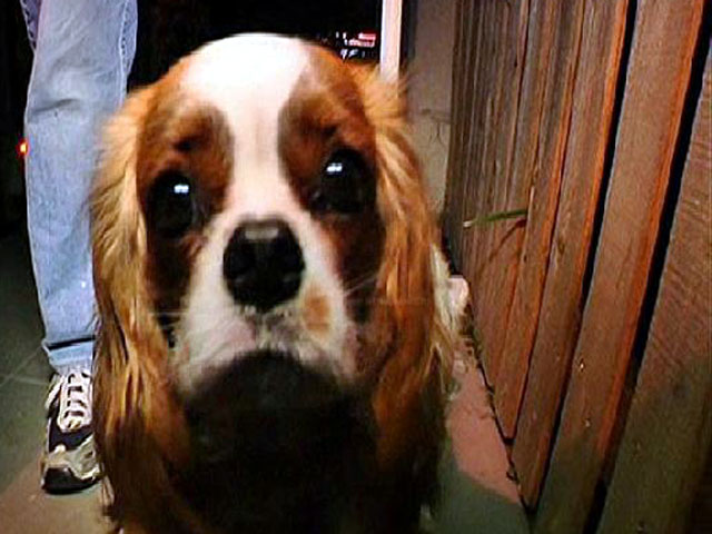 Images: Dogs Ate Owner's Toes