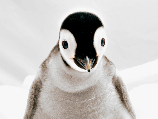 SeaWorld's (Very Cute) Babies