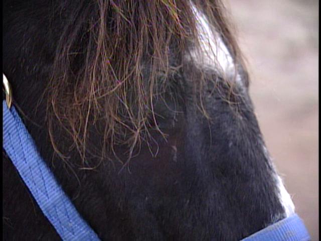 Horses Rescued from Rising Waters
