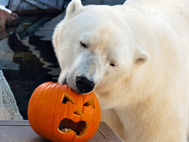 Polar Bears Gnosh on Pumpkins