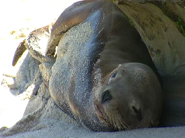 Sick Sea Lions Rescued in La Jolla