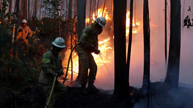 At Least 58 Dead in Central Portugal Wildfires Many Killed in Cars