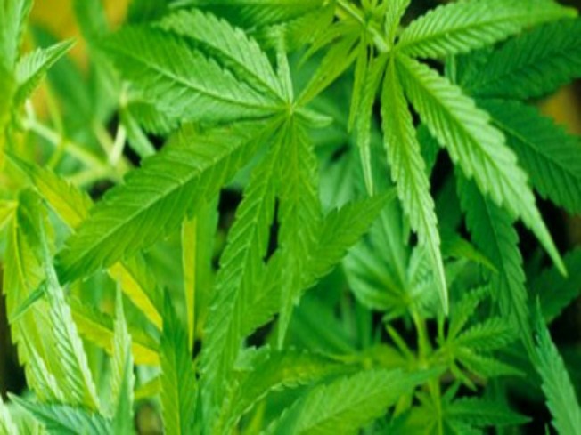 Marijuana Legalization on the Ballot