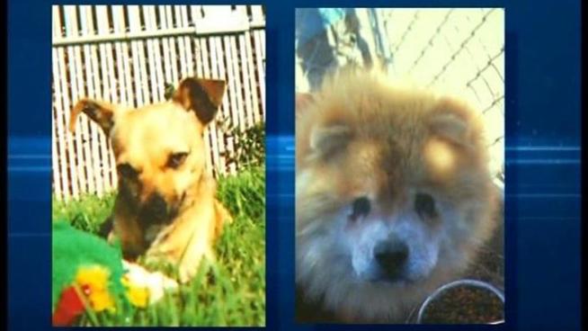 Thousands of bees swarmed three dogs in Chula Vista Tuesday, killing one and leaving two in need of medical care. Carissa Musaraca describes what she saw to NBC 7 San Diego's Nicole Gonzales.