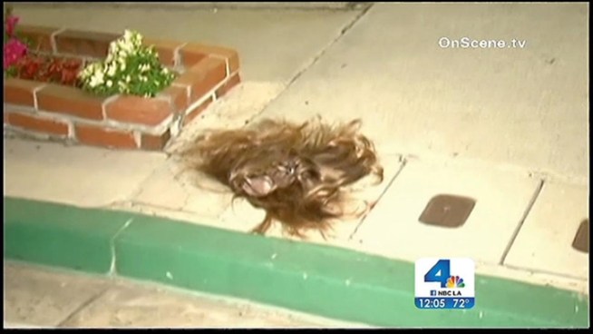 Someone made off with wigs worth $2,000 from an Orange strip mall. Annette Arreola reports for the NBC4 News at Noon on Tuesday, Feb. 26, 2013.