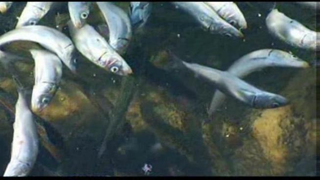 The Fish kill is being blamed on low oxygen levels in the water. The clean-up could take as long as a week.
