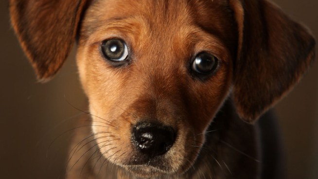 City Council Mulls Pet Store Ban