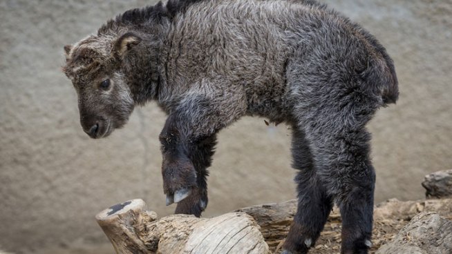 Two-week old Linshuh is the 54th takin born at the San Diego Zoo. This is video of the new addition provided by the zoo. Photo by Ken Bohn, San Diego Zoo. 