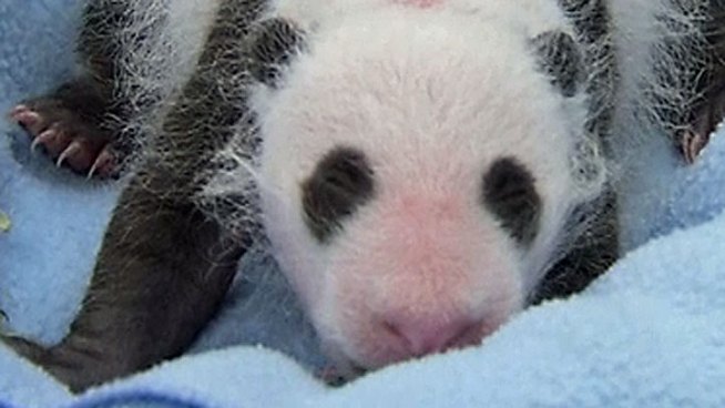 Raw video provided by the San Diego Zoo showing the first examination of Bai Yun's cub on August 23, 2012.