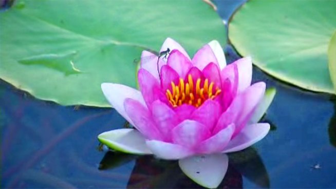 Volunteers showed up to repair damages to the lily pond in Balboa Park Monday after vandals took water from the pond, trampled the iconic lilies and killed the pond's koi fish. 
<a href=