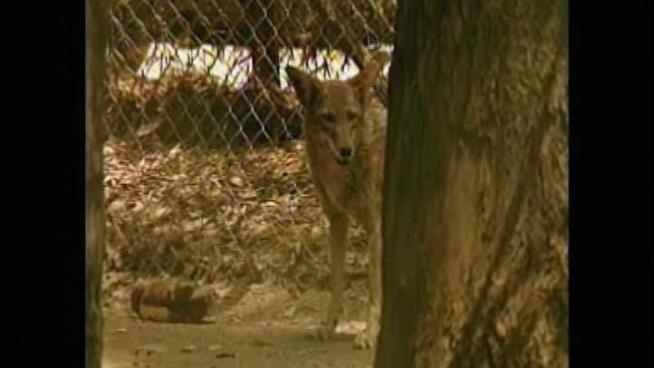 A private contractor can now be hired in Laguna Woods to shoot coyotes in response to a series of recent attacks.