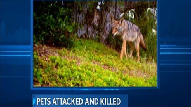 Recently, coyotes have been stalking and hunting pets in a Solana Beach neighborhood. Wildlife Services has gotten involved in the matter. NBC 7's Nicole Gonzales reports.