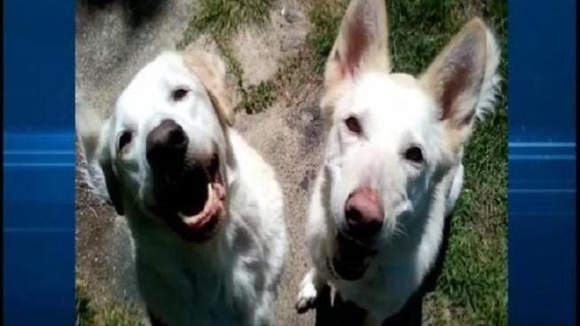 Man Sentenced to 5 Years for Killing Dogs