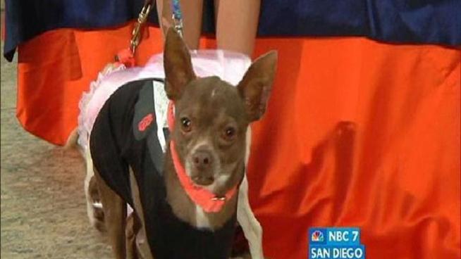 You have the chance to enjoy San Diego's only dog-friendly gala when the 25th annual Humane Society Fur Ball takes place on Saturday Aug. 20.