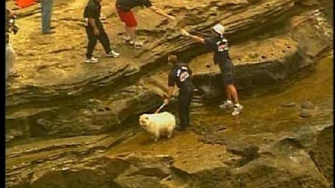 Lifeguards pull a dog from the ledge of one of the cliffs in Point Loma.