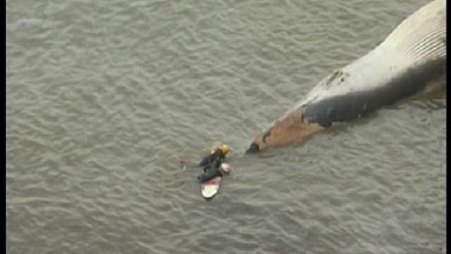 Lifeguards waited for high tide to tow a 67-foot fin whale off the beach of Point Loma.