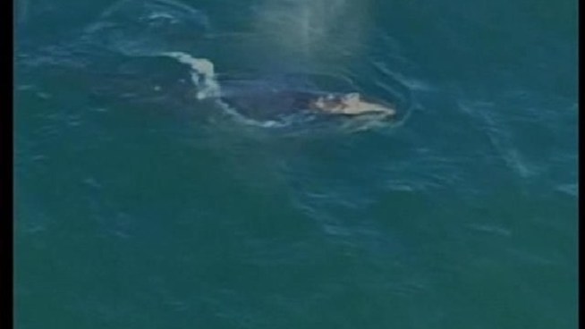 Lots of locals and tourists were lined up here on the board walk to catch a glimpse of a baby gray whale spotted about 40 yards from shore. Surfer Kevin Murray, reisdent Dave Fontaine and SeaWorld veterinarian Hendrik Nollens spoke with NBC 7's Nicole Gonzales in this report.