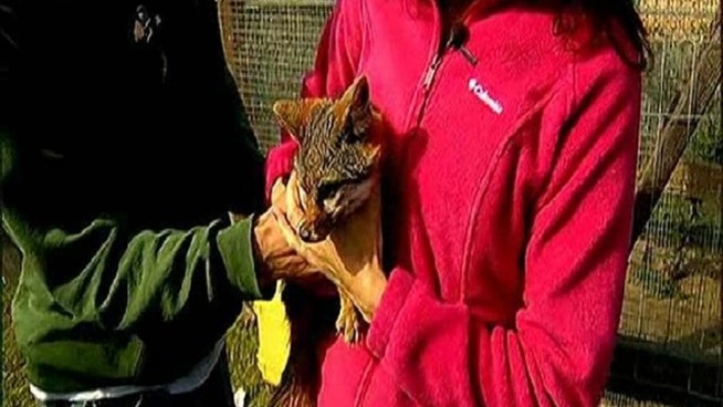 NBC7's Military Reporter and photojournalist, Mark Sackett, met with officials from the Navy for an exclusive look into how they protect San Clemente Island and its creatures.