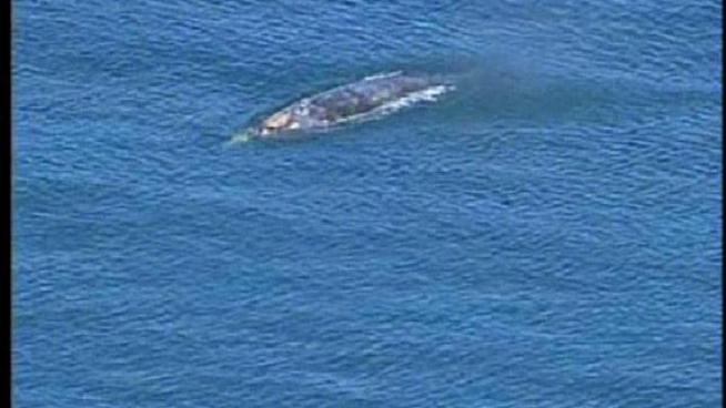 A whale was spotted swimming in Mission Bay Channel Monday, Jan. 9, 2011.