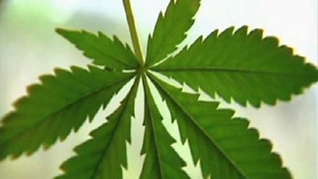 The federal government may say marijuana is illegal even with a medical marijuana card but that hasn't stopped one chef from experimenting with marijuana, creating what may be the next big food trend. Mari Payton reports.