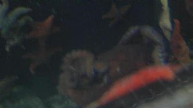 Local fisherman are selling octopus they find to <a title=