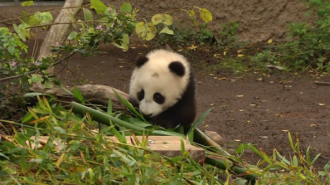 San Diego Zoo panda cub Xiao Liwu took his first steps in his new habitat on Wednesday. Elena Gomez reports.