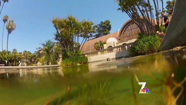 Balboa Park's lack of surveillance became a sore spot to park officials after Saturday night's vandalism of the historic Lily Pond. The flash mob-style water gun fight left valuable fish killed, a vital pipe broken and thousands of dollars in damage to the area.
