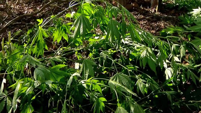 NBC 7 San Diego went along with the agents and shows us how sophisticated the pot fields are, and how close they are getting to people's homes.   Tony Shin spoke with Lt. Hank Turner of the Narcotics Task Force in this report.