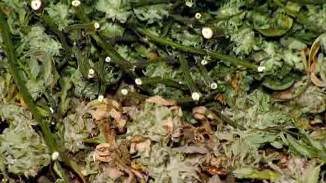 While trying to put out a commercial building fire in Midway, fire crews stumbled upon a bunch of marijuana plants and materials associated with marijuana production, according to the San Diego Fire Department.