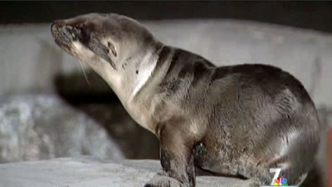 Over the weekend, SeaWorld San Diego rescue staff helped 10 sea lion pups found along the coastline. NBC 7's Megan Tevrizian reports.