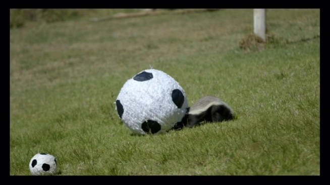 Badger sports park coupons