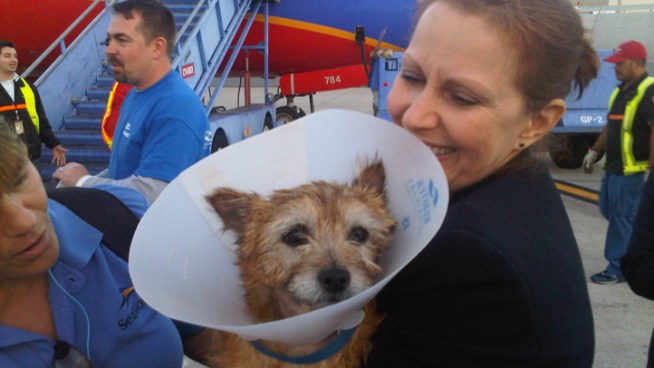 A chartered flight carrying 60 cats and dogs displaced by Super Storm Sandy arrived in San Diego. The orphaned pets will live at the Helen Woodward Animal Center until they're placed for adoption. NBC 7's Chris Chan reports.