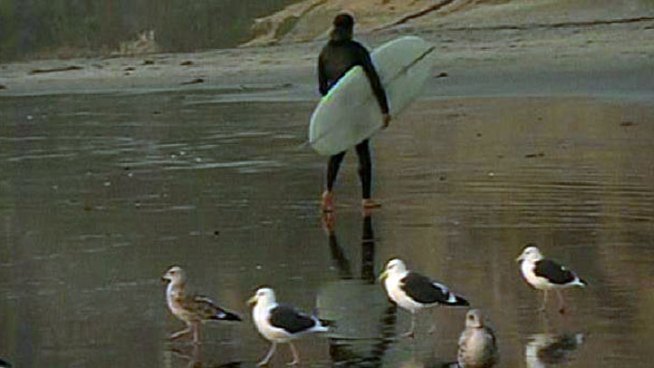 Despite the cold, rainy weather some surfers are taking advantage of the high surf.