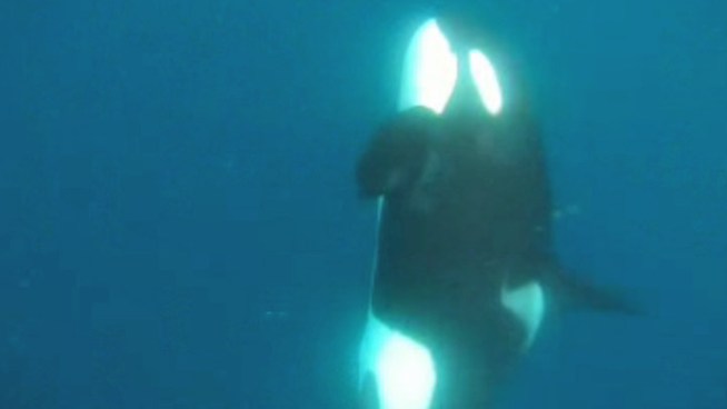 (WARNING: Graphic Language) While Richard Ellison was boating off the coast of San Diego, he saw a killer whale that decided to swim near his boat. Read more about killer whales spotted off San Diego <p><a href=