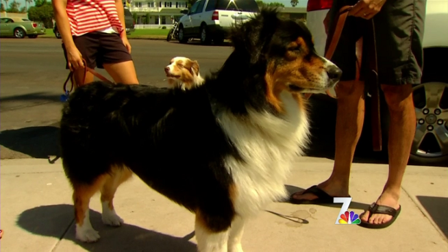 Legal analyst Dan Eaton talks about why judges ruled pet owners should receive a financial award for the emotional damage caused when someone intentionally hurts their pet.