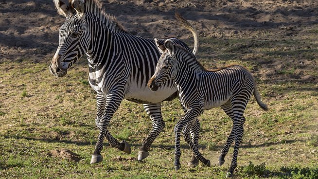 New Foal for Endangered Zebras