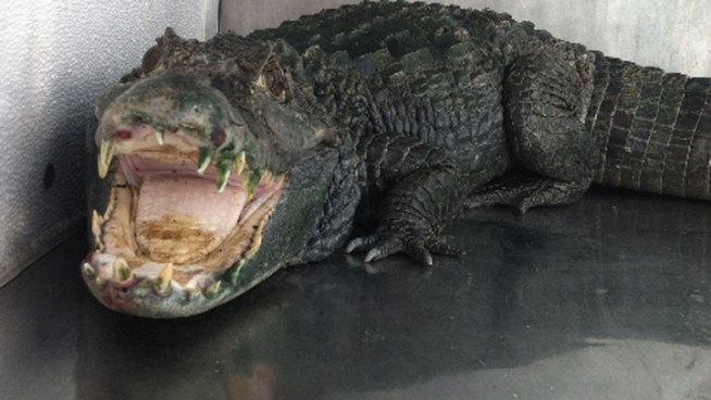 The Alameda County Sheriff's Department needed Fish and Game backup this week during a probation check in Castro Valley.  The reason? A live 5-foot alligator was found during a routine probation check. Stephanie Chuang reports.