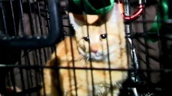A frightened kitten stuck in a storm drain was saved from drowning in a dramatic rescue Saturday by an animal rescue team.
