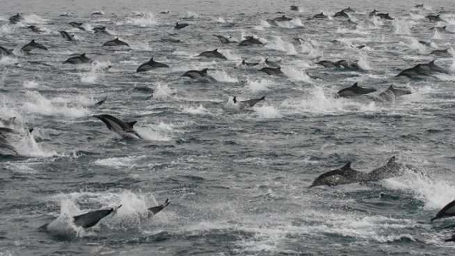Thousands of Dolphins Seen Off Coast