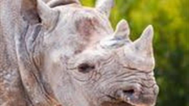 NBC Bay Area's Brent Cannon Sits down with David Bocian of the San Francisco Zoo to discuss the passing of their 24-year old Black Rhino. David talks about where you can see a Black Rhino in the Bay Area and the problem of Poaching Rhinos for their horns around the Globe.