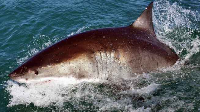 Great Whites Protected Off Calif. Coast