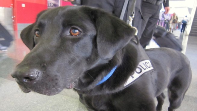 Izzy can sniff out suicide bombers by detecting explosive residue in the air. His handler talks about how Izzy stays fit.