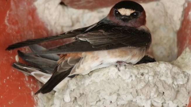 Swallows made the annual trip to the mission in San Juan Capistrano for centuries, but they've been rarely seen in recent years. Charles Brown, an expert on swallows, says soon the Southern California landscape may be unsuitable for the particular species of swallows. Now, a recording of the birds' mating call is hoping to bring the birds back to the mission. Vikki Vargas reports from San Juan Capistrano for the NBC4 News at 5 p.m. on March 19, 2013.