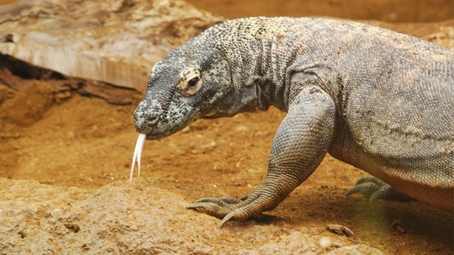 Lizard on the Loose!