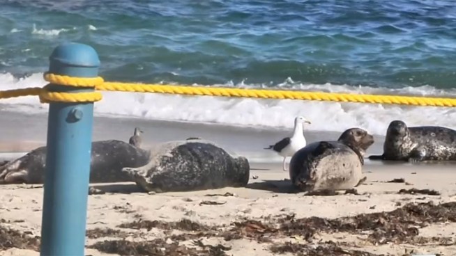Pupping season has begun in the Childrens Pool in La Jolla.
