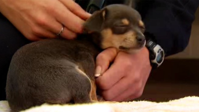 A small puppy was rescued by lifeguards Friday, Jan. 11 after it fell down a cliff in Sunset Cliff. Elena Gomez reports