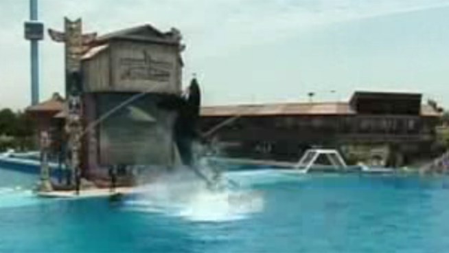 PETA protested Wednesday outside of SeaWorld after an Orca at the park was injured.