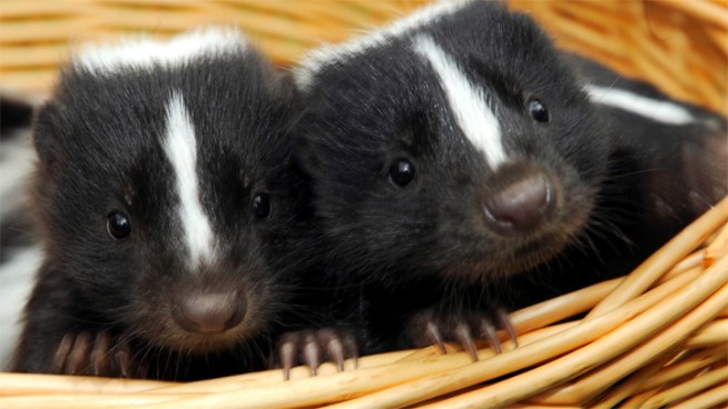 A couple works with Florida Skunk Rescue to find new homes for skunks raised as pets.